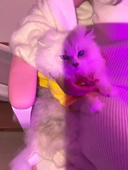 妹妹说紫色很有韵味 #娇妻滤镜 #被迫营业的猫猫 - 抖音