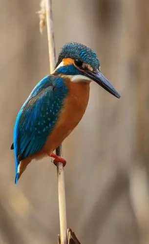 一亿美元为了她一一翠鸟(原创) - 美篇