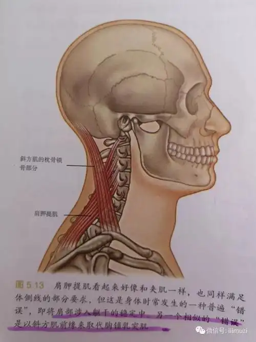 系列篇 ‖ 《解剖列车》第15讲体侧线之头夹肌,斜角肌