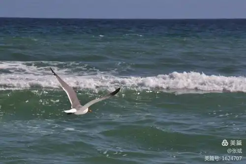 海鸥在大海中飞翔