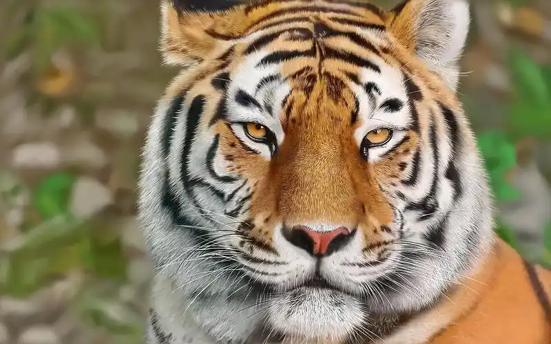 写实手绘动物霸气老虎画法