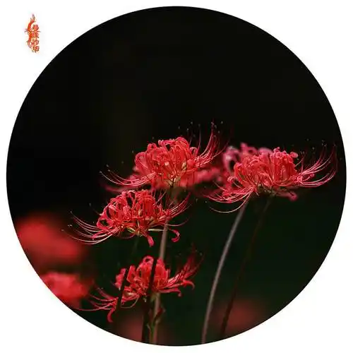 关于彼岸花的说说伤感(彼岸花花语的说说伤感) _晶羽文学网