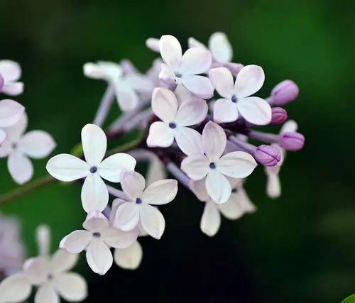 美文 丁香 写美篇雅致清新唯美,清爽透明独特.