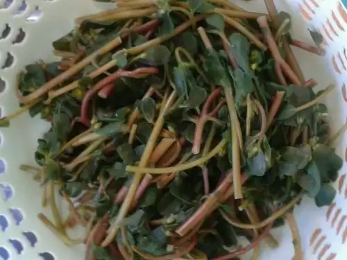 瓜子菜的营养价值