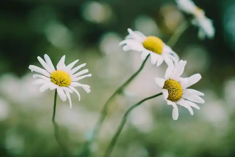 超清绿色护眼植物小清新写真
