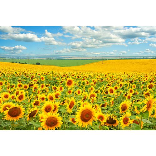 向日葵海报贴画背景装饰画向阳花玻璃贴纸葵花花卉花海风景壁画纸 01