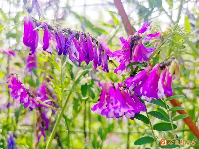 驻马店谷雨时节野豌豆花竞相开放