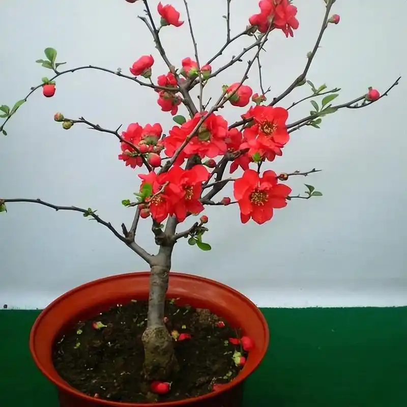 被误认为是日本海棠花,其实是我国特有品种,民间称"红宝石"