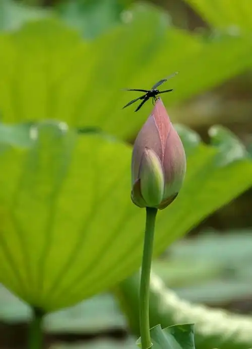 蜻蜓立在荷花上, 受用香风不肯飞. 《湖边》宋·崔复初