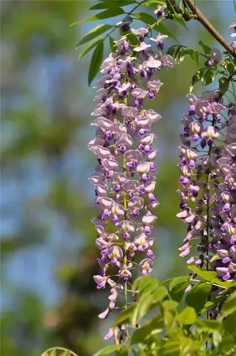 紫藤