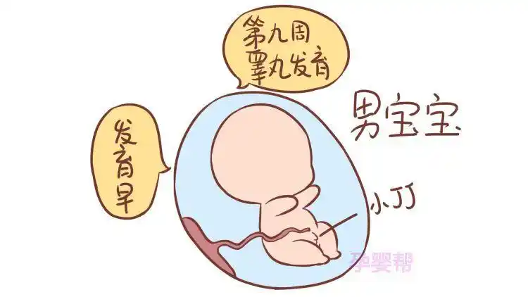 那么胎儿什么时候有男女之别呢?