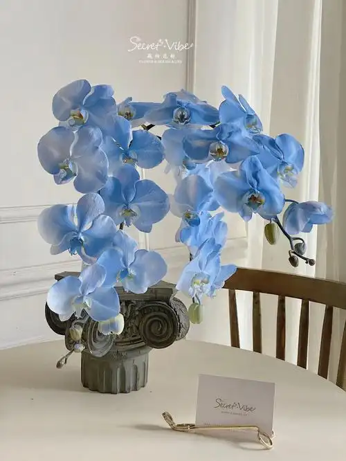 频繁记录蓝色为之着迷的蝴蝶兰