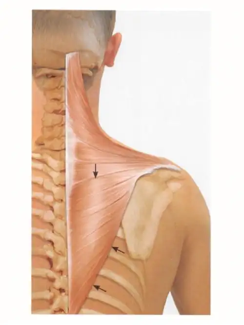 肌肉功能测试  #本篇肌肉介绍:· 斜方肌下部[ musculus trapezius