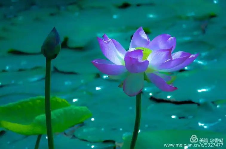 莲花通佛性,悟道在凡尘