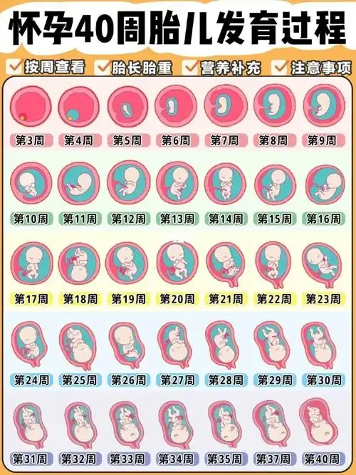 孕妈0299怀孕40周胎儿发育过程表78