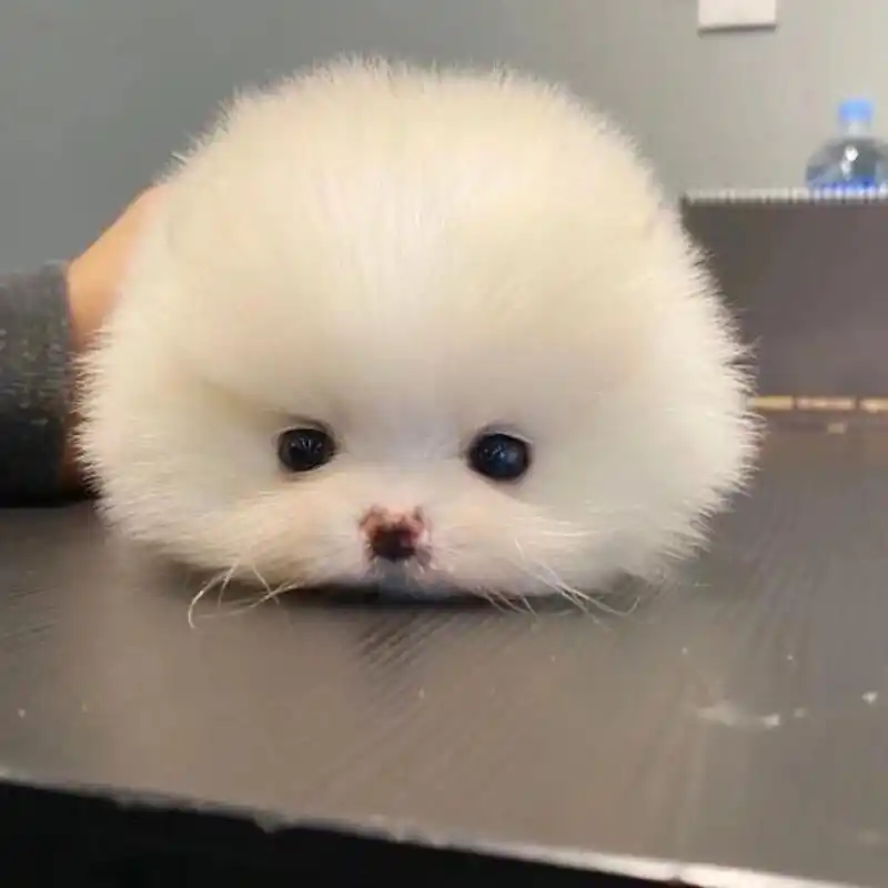 可爱狗狗头像 减肥始终是人生第二大事,第一大事是吃好喝好 萌宠