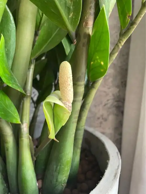 金钱树开花好不好