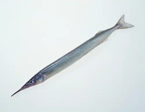 剑鱼简笔画什么颜色