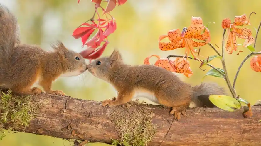 两只可爱小松鼠电脑桌面壁纸