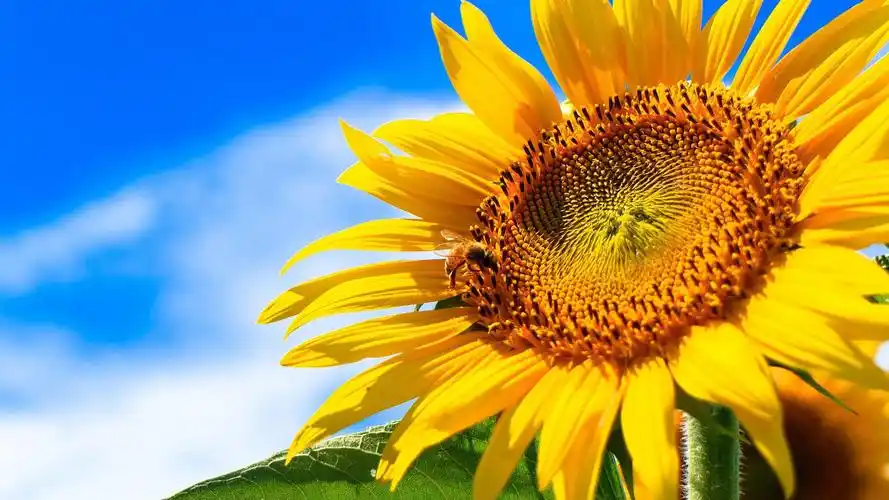 世界上最美的向日葵