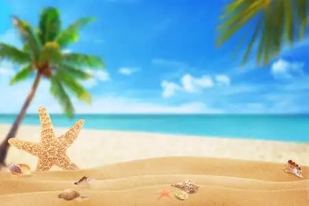 大海海星海星和沙海滩上的贝壳.海滩和大海与棕榈的背景照片