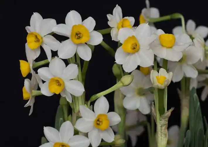 金盏银台～～水仙花