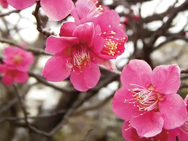 传统园艺植物 梅花