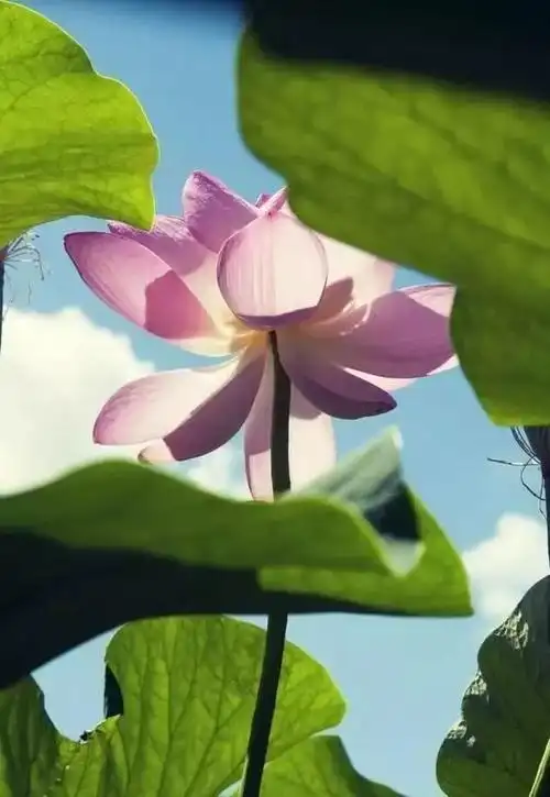 安静淡然的意境图片  唯美背景图,安静淡然的意境图片 简约(散文:七月