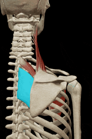 菱形肌,分为小菱形肌,大菱形肌,主要是起止点不同,小菱形肌:起点:6,7