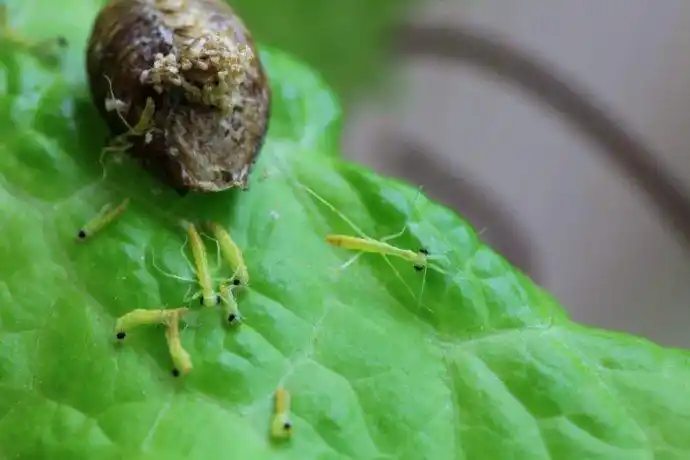 展开全部 螳螂卵 向左转  向右转