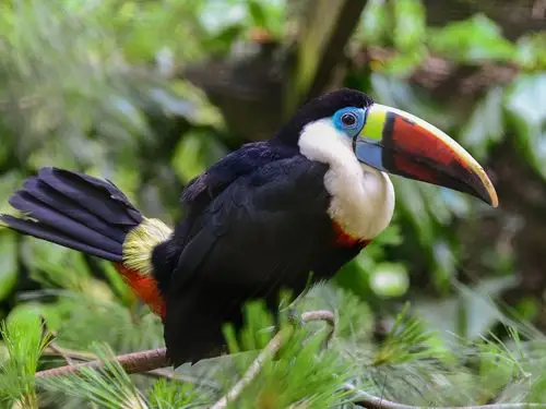 鸟特写,巨嘴鸟,黑羽,树枝 壁纸 - 1920x1440