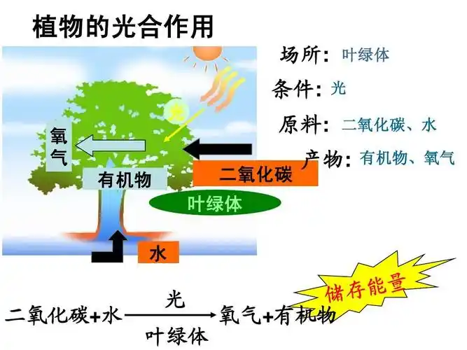 植物的光合作用 场所: 条件: 光 氧 气 有机物 叶绿体 光 二氧化碳,水