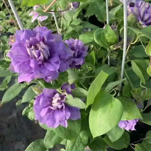 旭裳花卉铁线莲北极女王蓝色风暴风之诱惑p9时令草本花卉