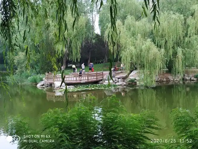 6.25端午节二人柳荫公园