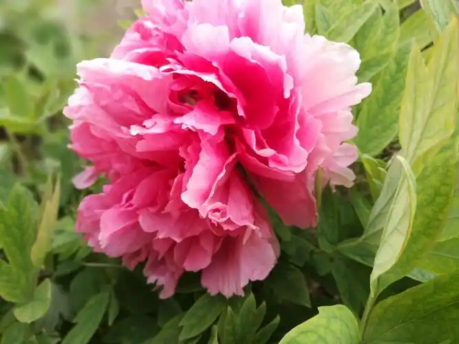 作为植物资源库之一的牡丹园,千万朵姹紫嫣红的牡丹花,正竞相绽放