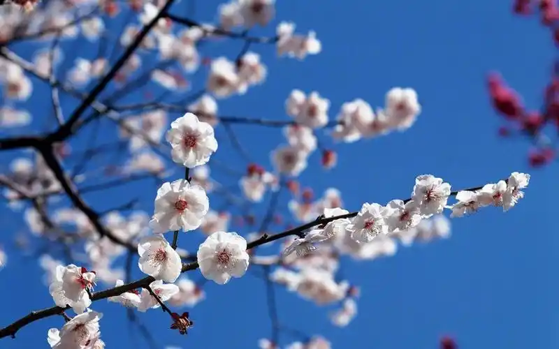 淡雅唯美梅花图片高清壁纸