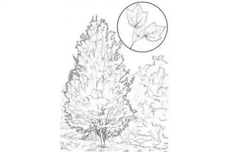 手工专题枫树简笔画