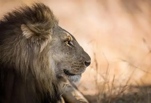 高清狮子头部特写唯美野生动物图片