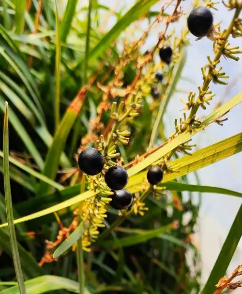 园林绿化带里的中草药山麦冬