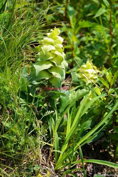 老余的相册-海陀草木收集