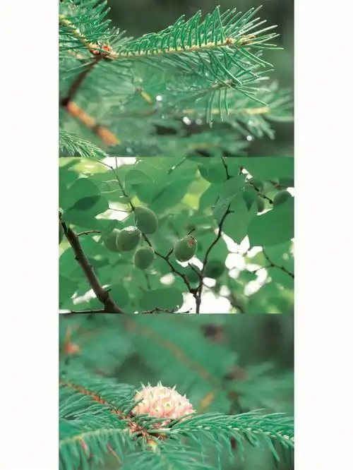 关于2021年我拍的一些治愈系绿色