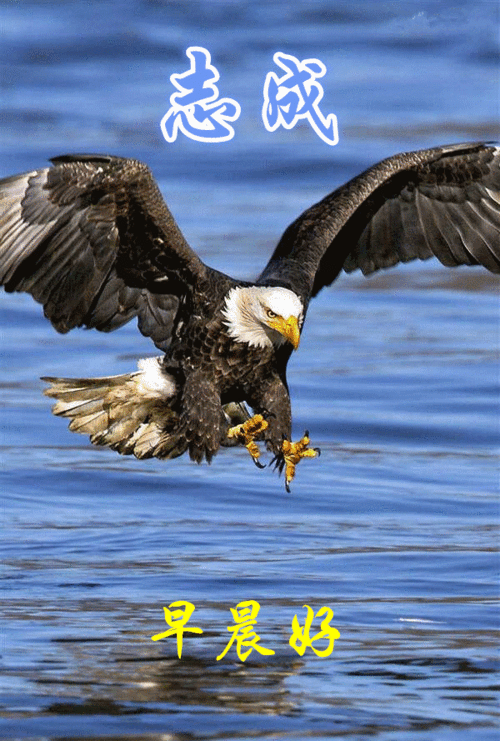 主题画.鹰.问候人.一家人.问候语.早晨好.音乐.我永远把你藏在我心里.