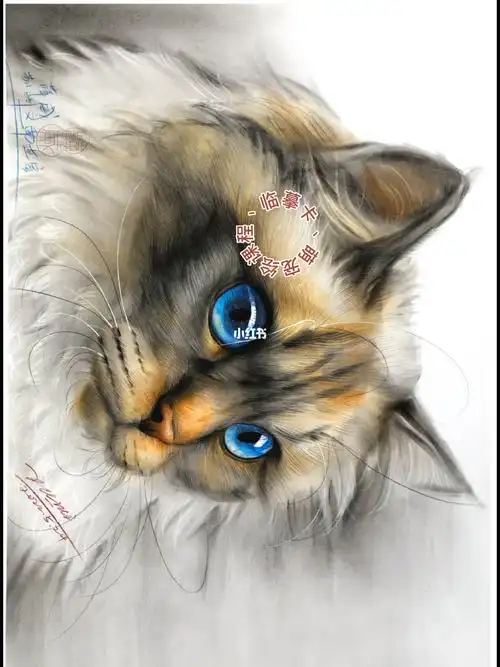 彩色素描小猫咪