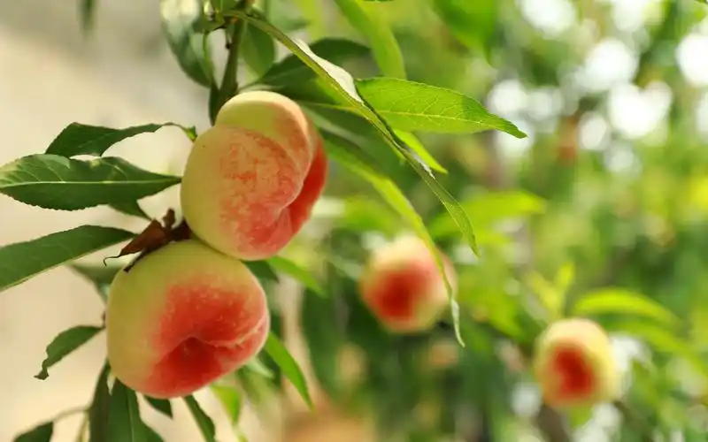 平谷蟠桃提前20天成熟崔家庄村推出线上订单预售模式