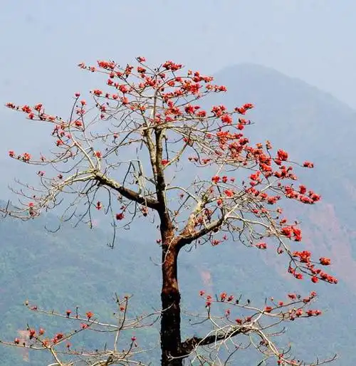 木棉花开红艳艳壮家哭嫁歌