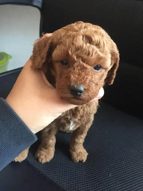 喜欢就带它回家!(自家养的小泰迪,目前一个月大)