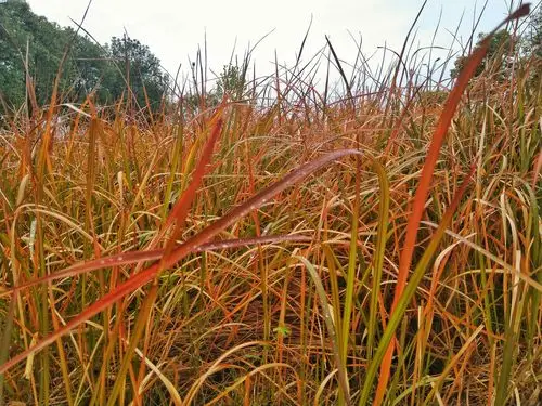 野趣野生红茅草霜冻过后色彩艳丽