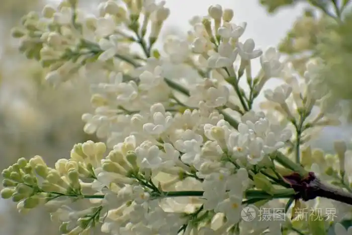 美丽的白色丁香花特写五月莫斯科