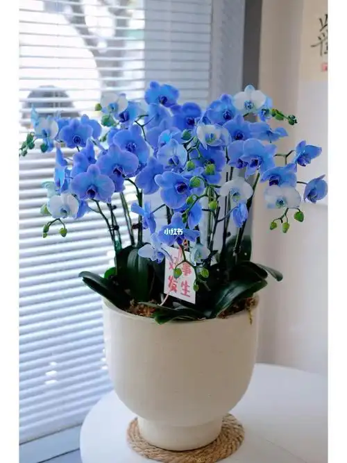 马卡龙蓝03蝴蝶兰太炫酷啦