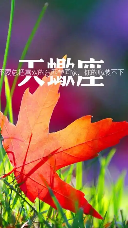 苹果6壁纸文字星座天蝎